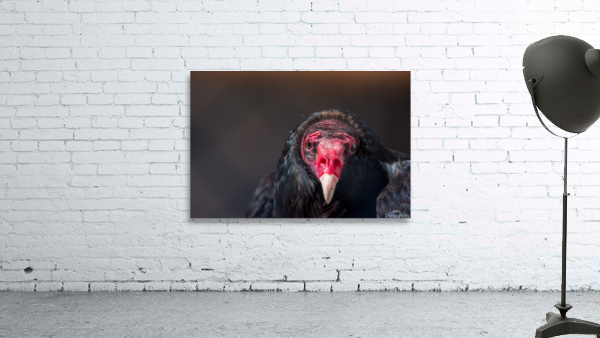 Turkey Vulture3 Wall Preview