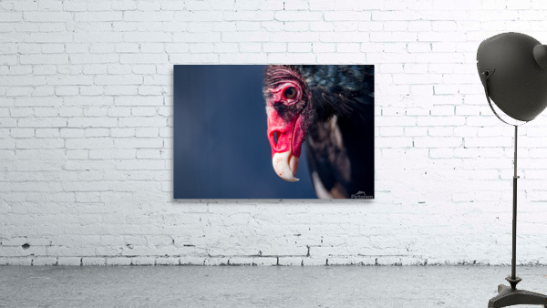 Turkey Vulture4 Wall Preview