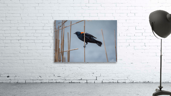 Red-Winged Blackbird  Wall Preview
