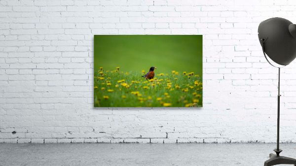 American Robin Wall Preview