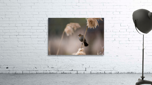 Red-Winged Blackbird Wall Preview