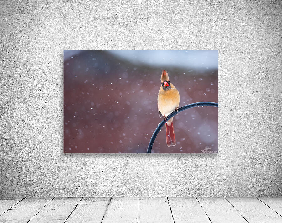 Northern Cardinal  Wall Preview