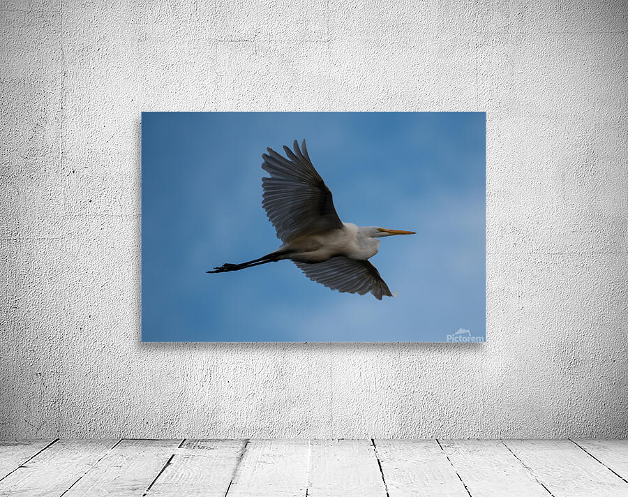 Great Egret  Wall Preview