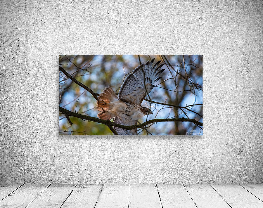 Red-Tailed Hawk  Wall Preview