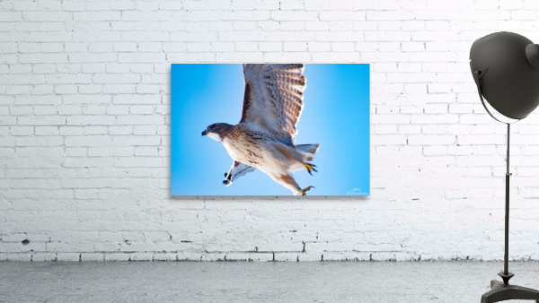 Red-Tailed Hawk  Wall Preview