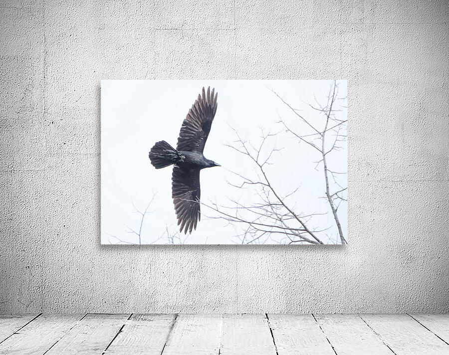 Common Raven  Wall Preview