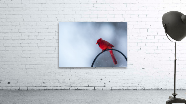 Northern Cardinal  Wall Preview