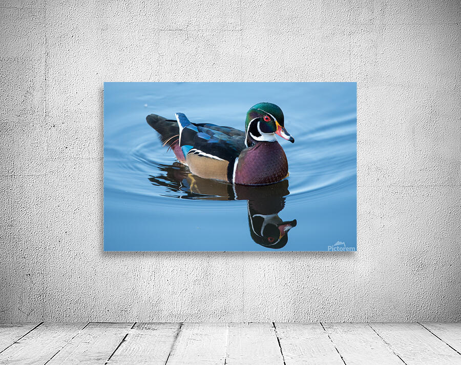 Wood Duck Wall Preview