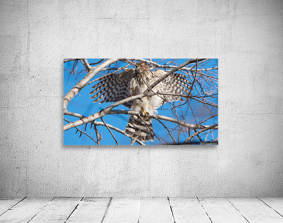 Coopers Hawk  Wall Preview