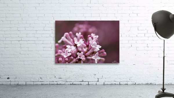 Lilac Wall Preview