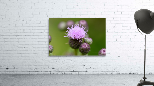 Thistle  Wall Preview