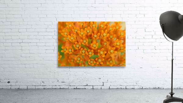  Butterfly Weed Wall Preview