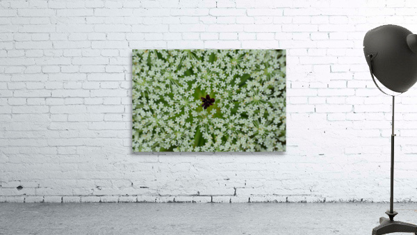 Queen Annes lace Wall Preview