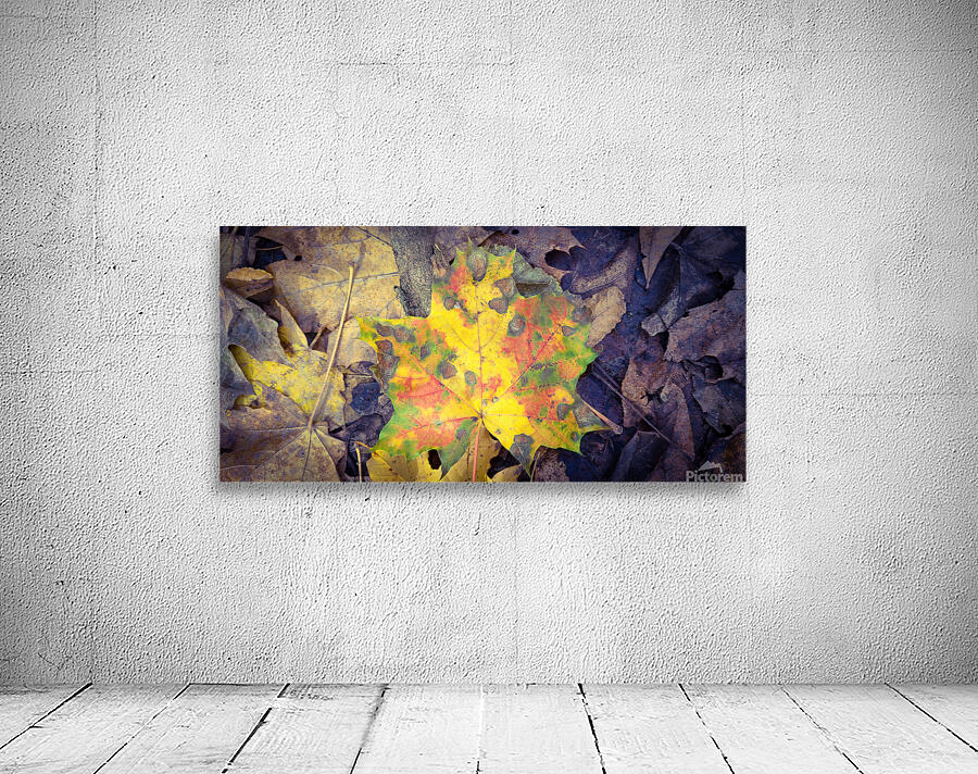 Autumn Maple Leaves  Wall Preview