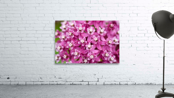 Swamp Milkweed Wall Preview