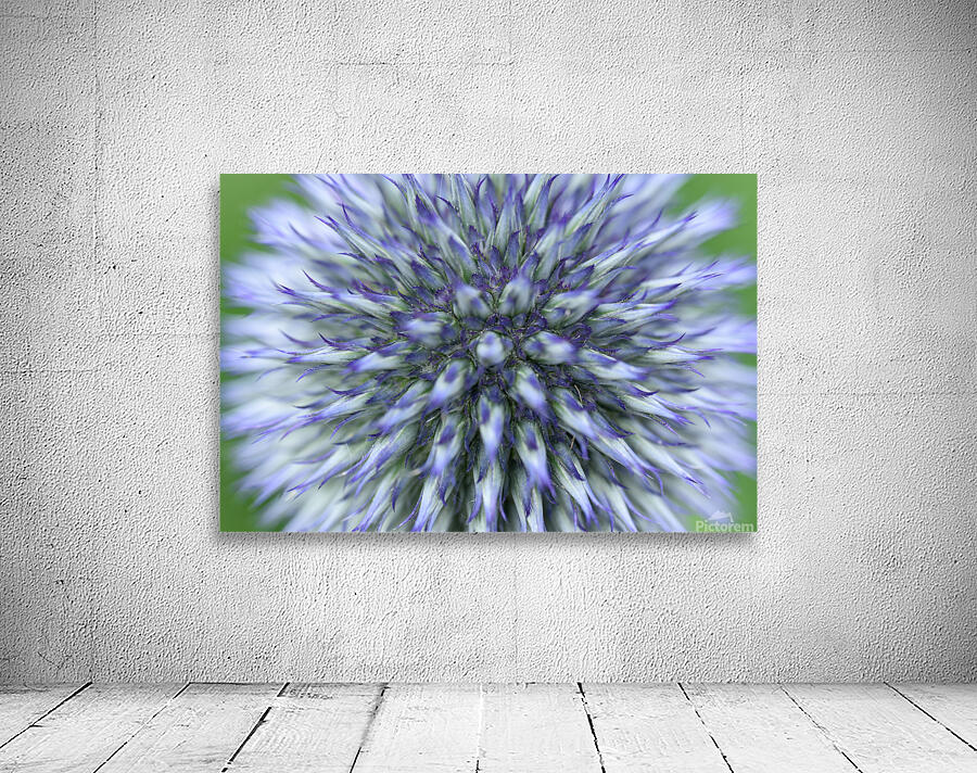 Blue Globe Thistle  Wall Preview