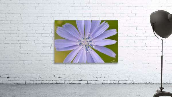 Chicory Wall Preview