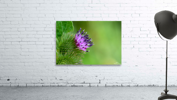 Thistle  Wall Preview