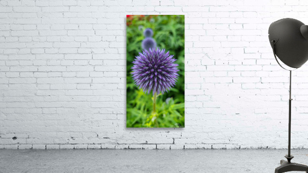 Blue Globe Thistle  Wall Preview
