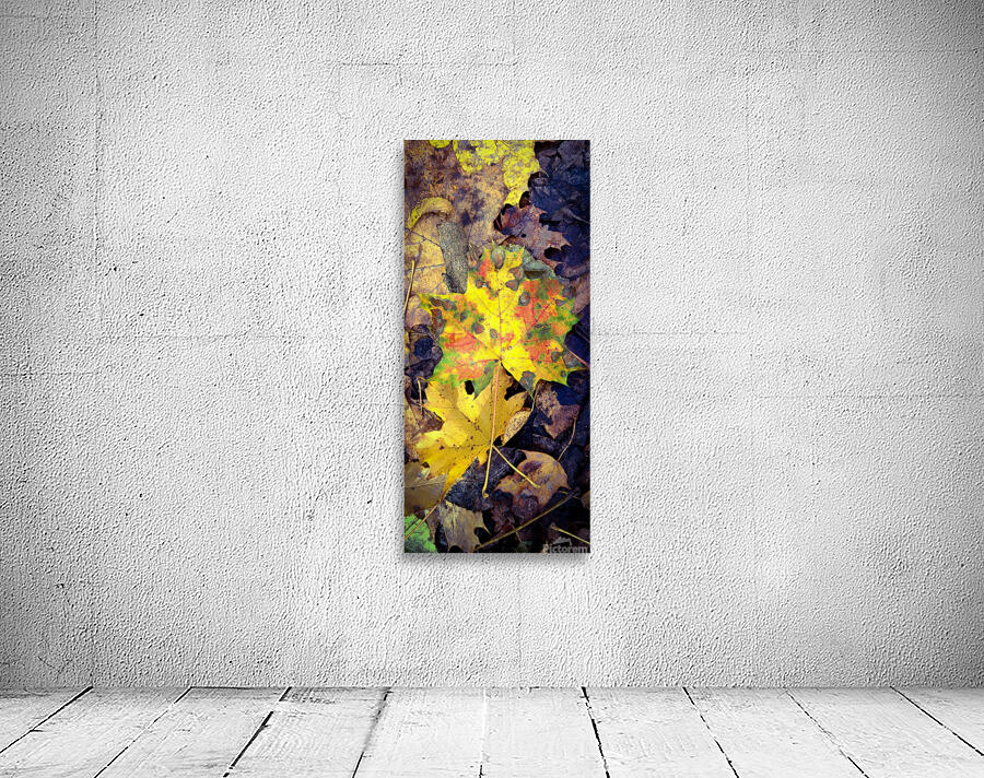Autumn Maple leaves  Wall Preview
