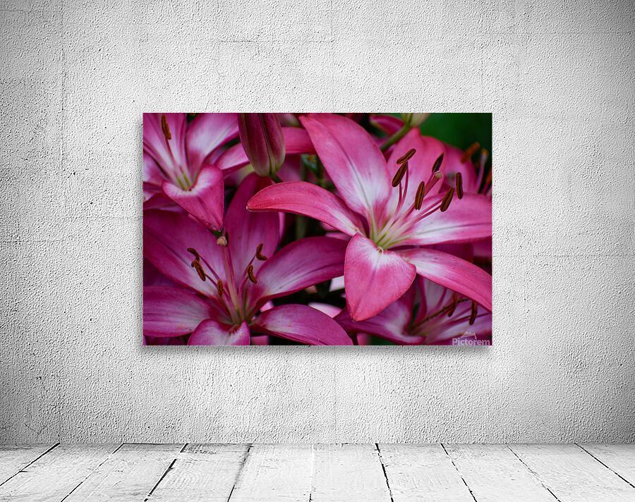 Lilium Wall Preview