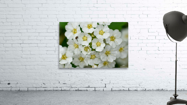 White Flowers  Wall Preview