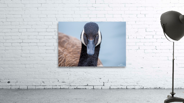 Canada Goose  Wall Preview