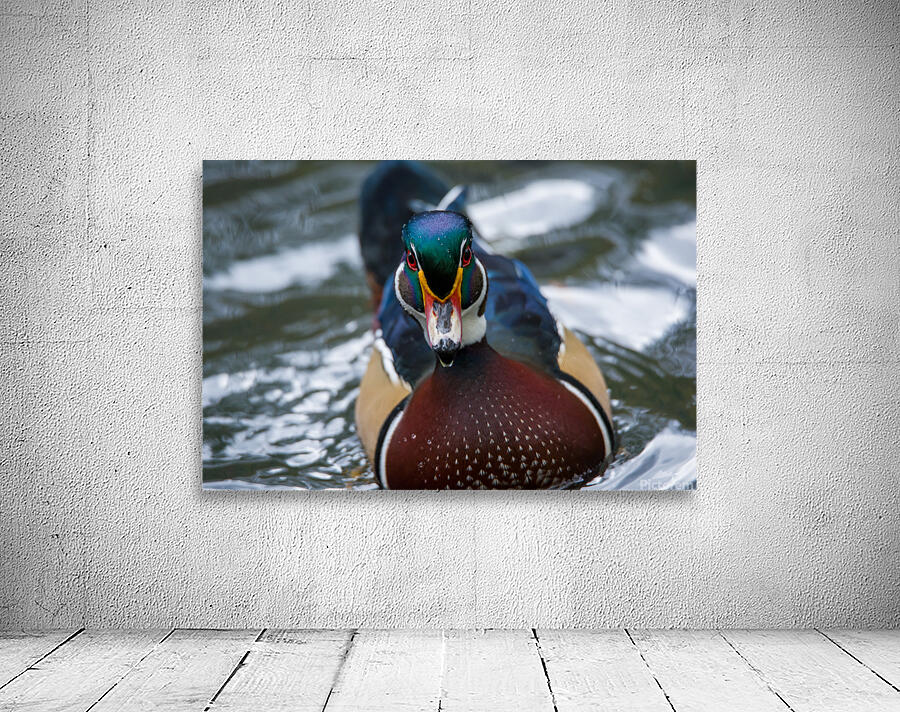 Wood Duck  Wall Preview