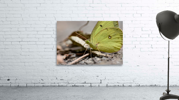 Clouded Sulphur  Wall Preview