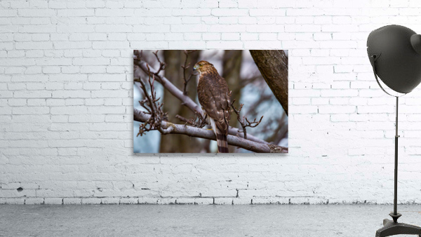 Coopers Hawk  Wall Preview