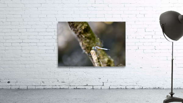 Blue Dasher  Wall Preview