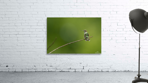 Ruby-Throated Hummingbird  Wall Preview