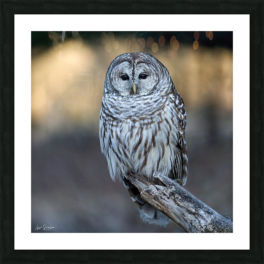Regard Picture Frame print