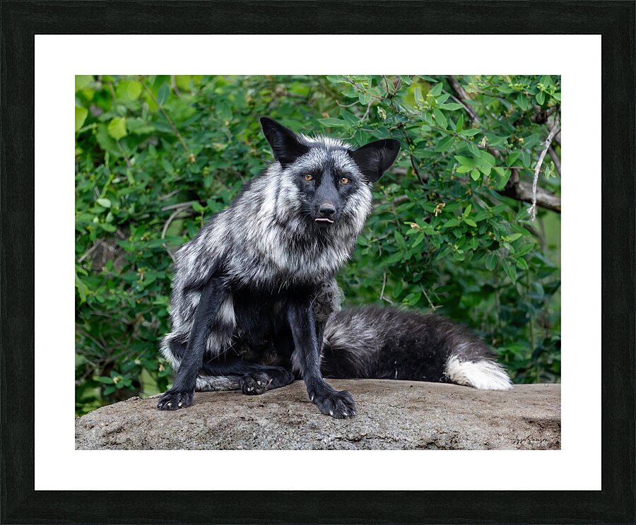 Le grimacier Picture Frame print