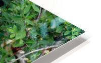 Le grimacier HD Metal print
