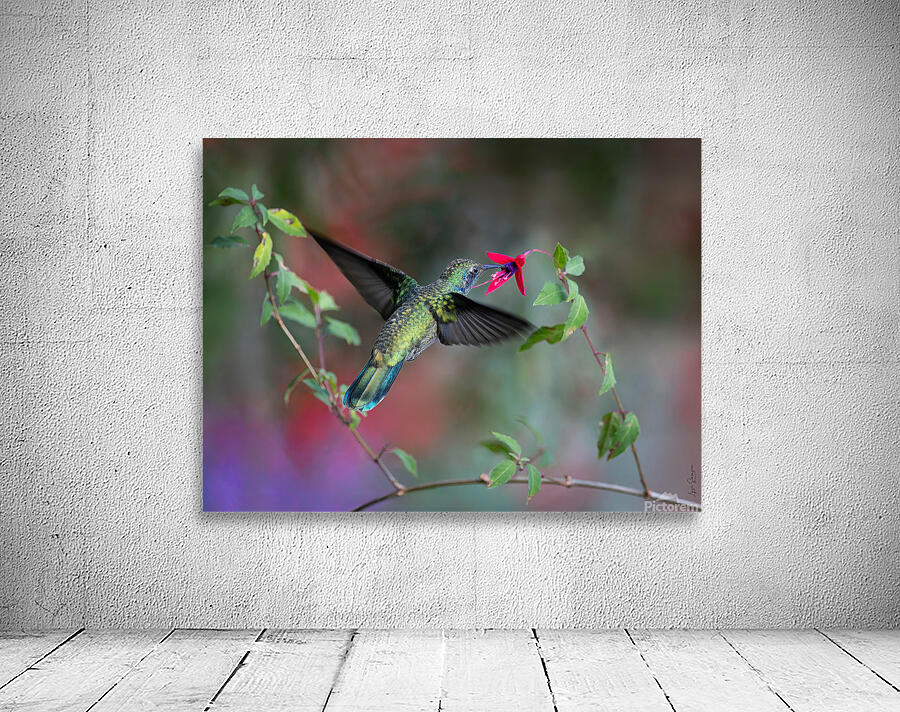 Butiner  Wall Preview