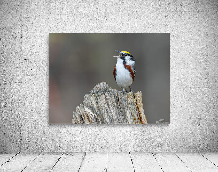 Chanteur  Wall Preview