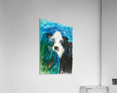 Gentle Cow Acrylic Print