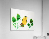 Yellow Finch Acrylic Print