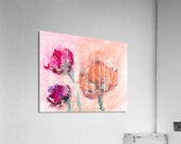 Three flowers Acrylic Print