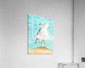 Debbys Seagull Acrylic Print