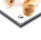 selfie cat II Acrylic print