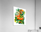 Watercolor oranges Acrylic Print
