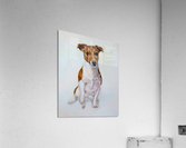 Dog Acrylic Print
