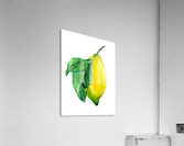 Lemon watercolor Acrylic Print