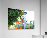 Orange tree IV Acrylic Print