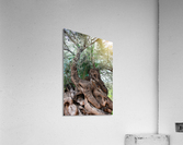 Olive tree Acrylic Print