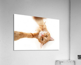 selfie cat Acrylic Print