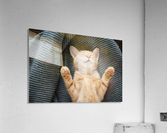 Red kitten sleeps II Acrylic Print