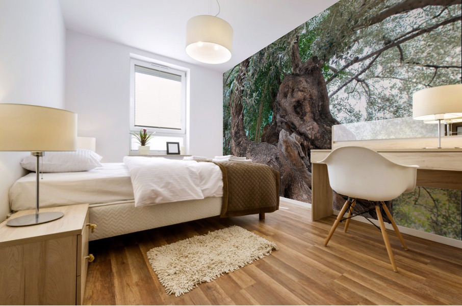 Olive tree Mural print